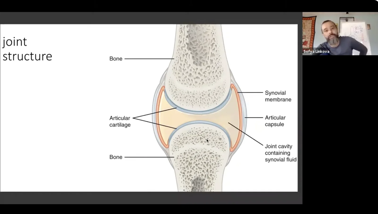 Anatomy teaching material used in education
